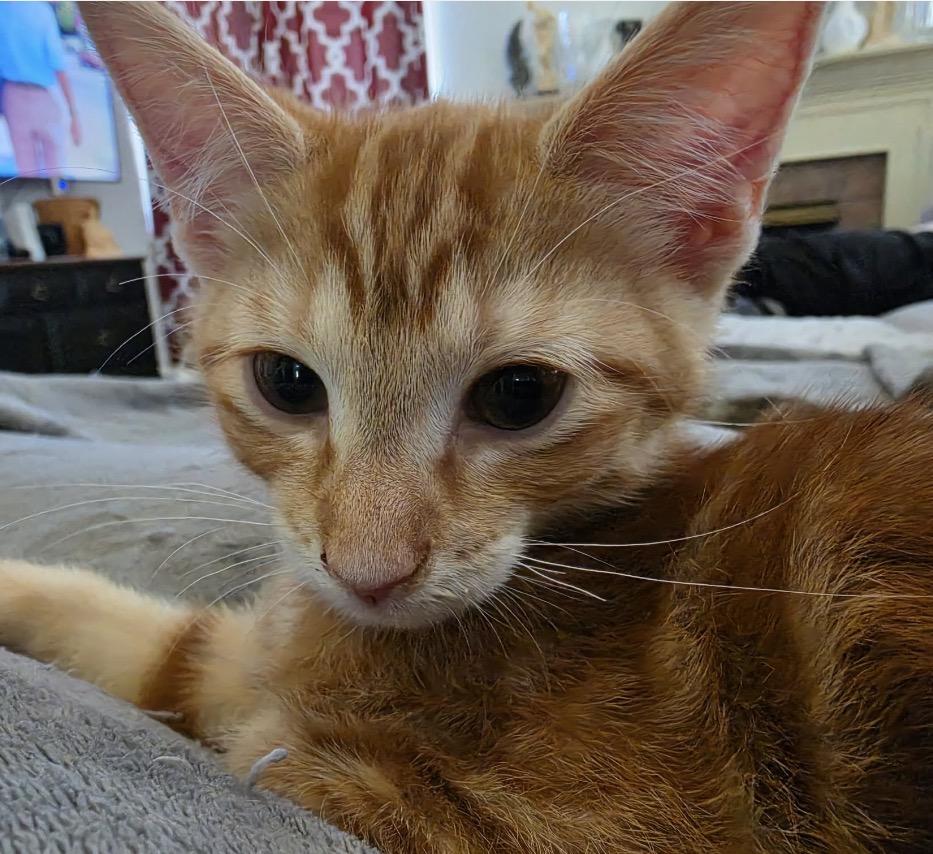 Cable, an adopted Domestic Short Hair in Maineville, OH image 2/6