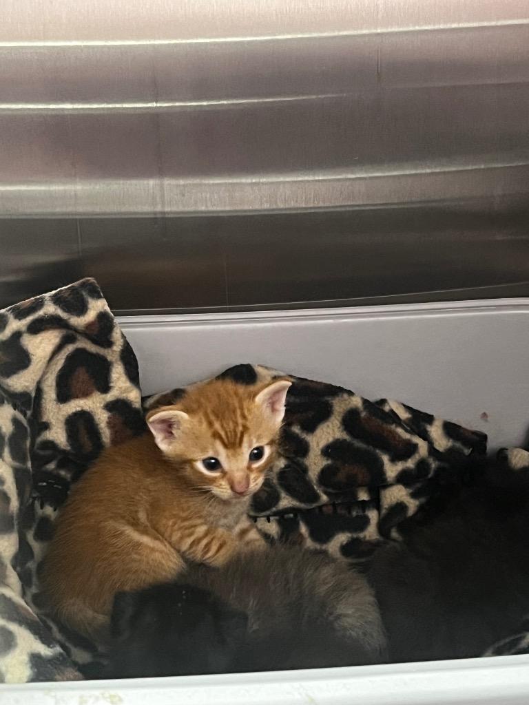 Blair, a Adoptable mixed breed in New Braunfels, TX image 1/3