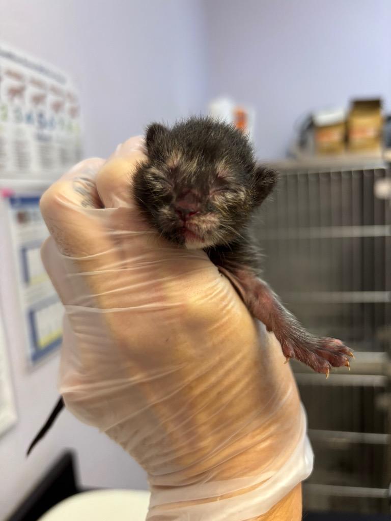 Blair, a Adoptable mixed breed in New Braunfels, TX image 2/3