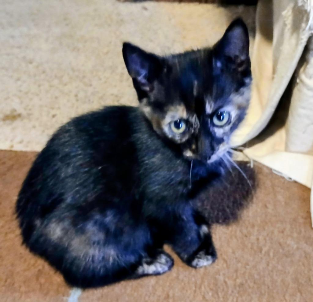 Blair, a Adoptable mixed breed in New Braunfels, TX image 3/3