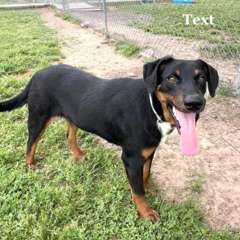 TANK, Adoptable, Young Male Doberman Pinscher & Black Mouth Cur.