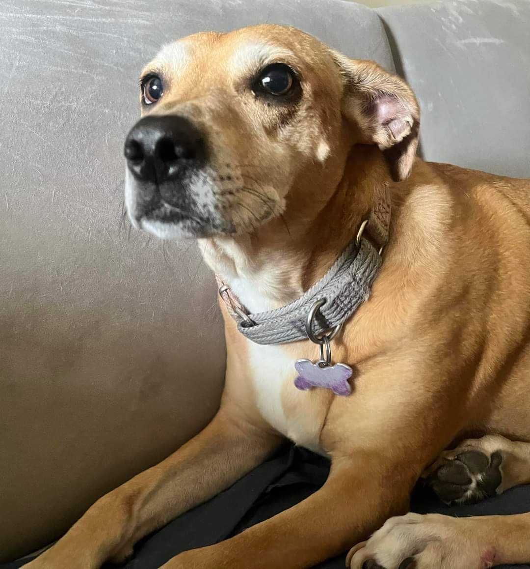 *Courtesy Post* Freya & Harper, an adoptable Mixed Breed in Toledo, OH image 2/3