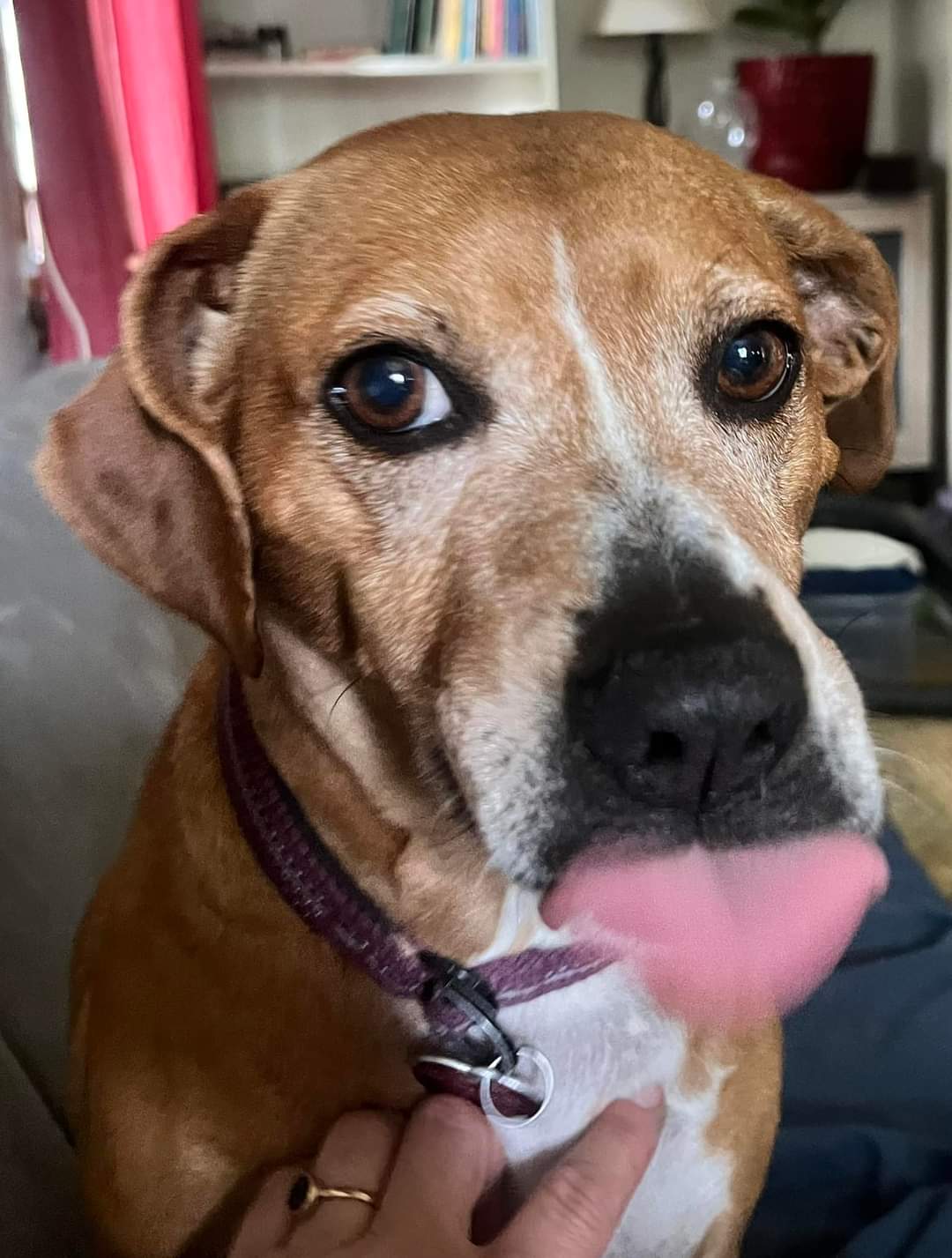 *Courtesy Post* Freya & Harper, an adoptable Mixed Breed in Toledo, OH image 3/3