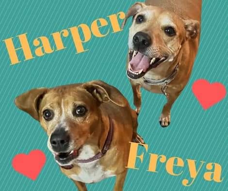 *Courtesy Post* Freya & Harper, an adoptable Mixed Breed in Toledo, OH image 1/3