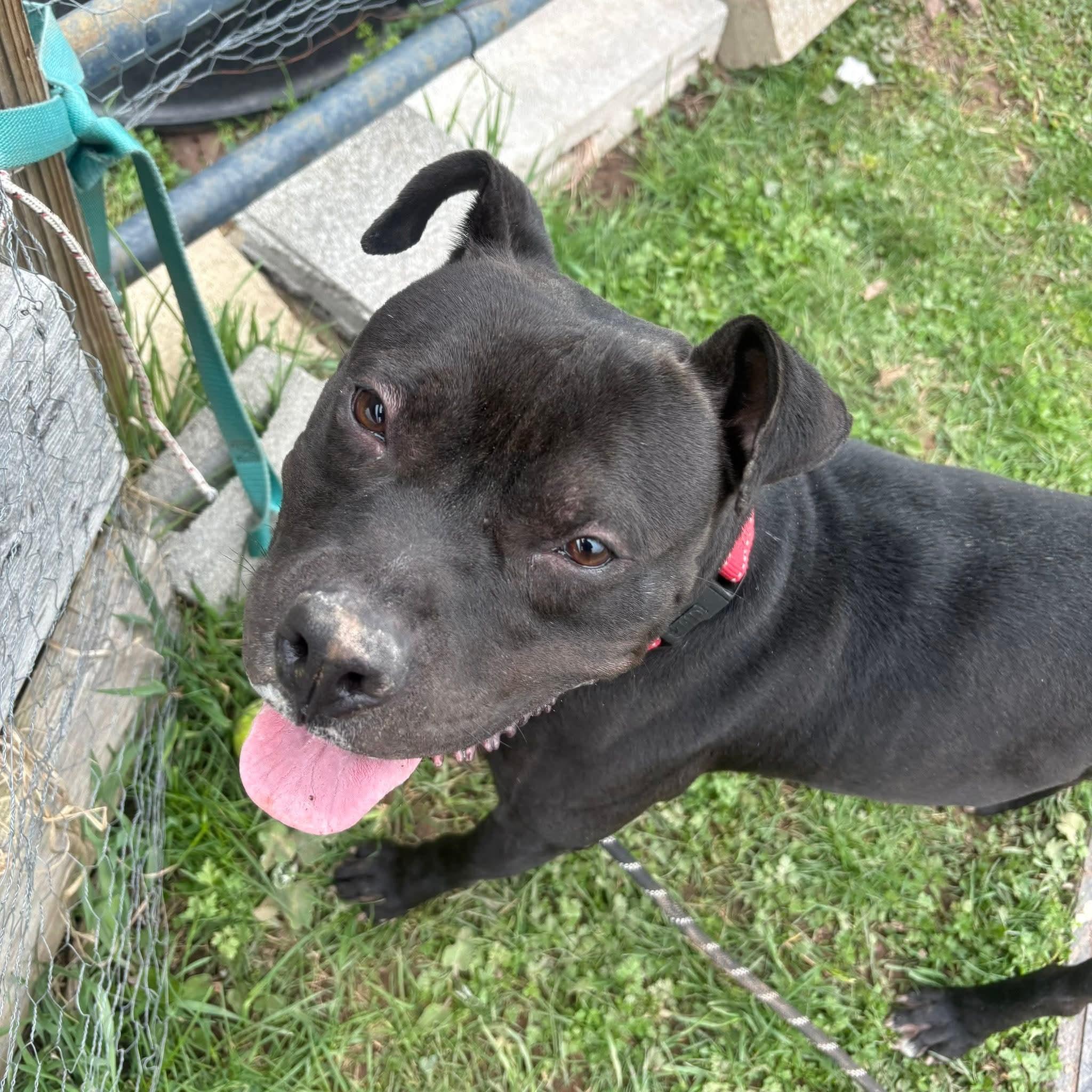 Enlarge Speedle, a Adoptable mixed breed in Syracuse, NY image 3/3