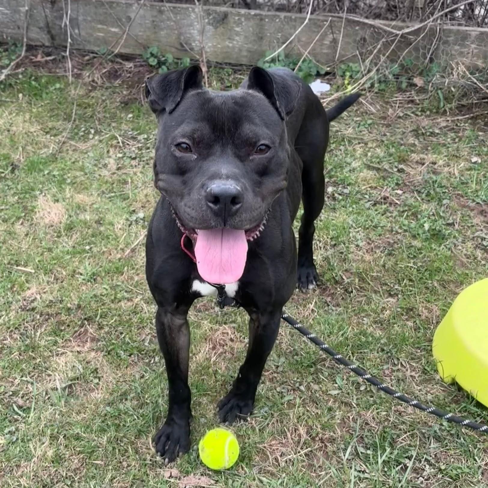 Enlarge Speedle, a Adoptable mixed breed in Syracuse, NY image 2/3