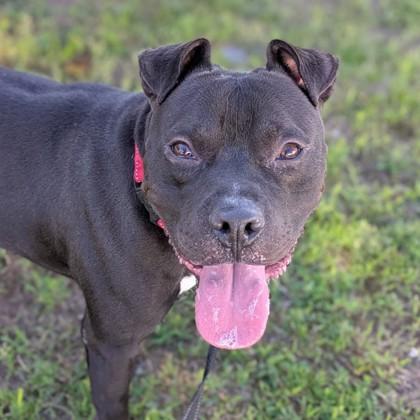 Speedle, Adoptable, Adult Male Terrier.