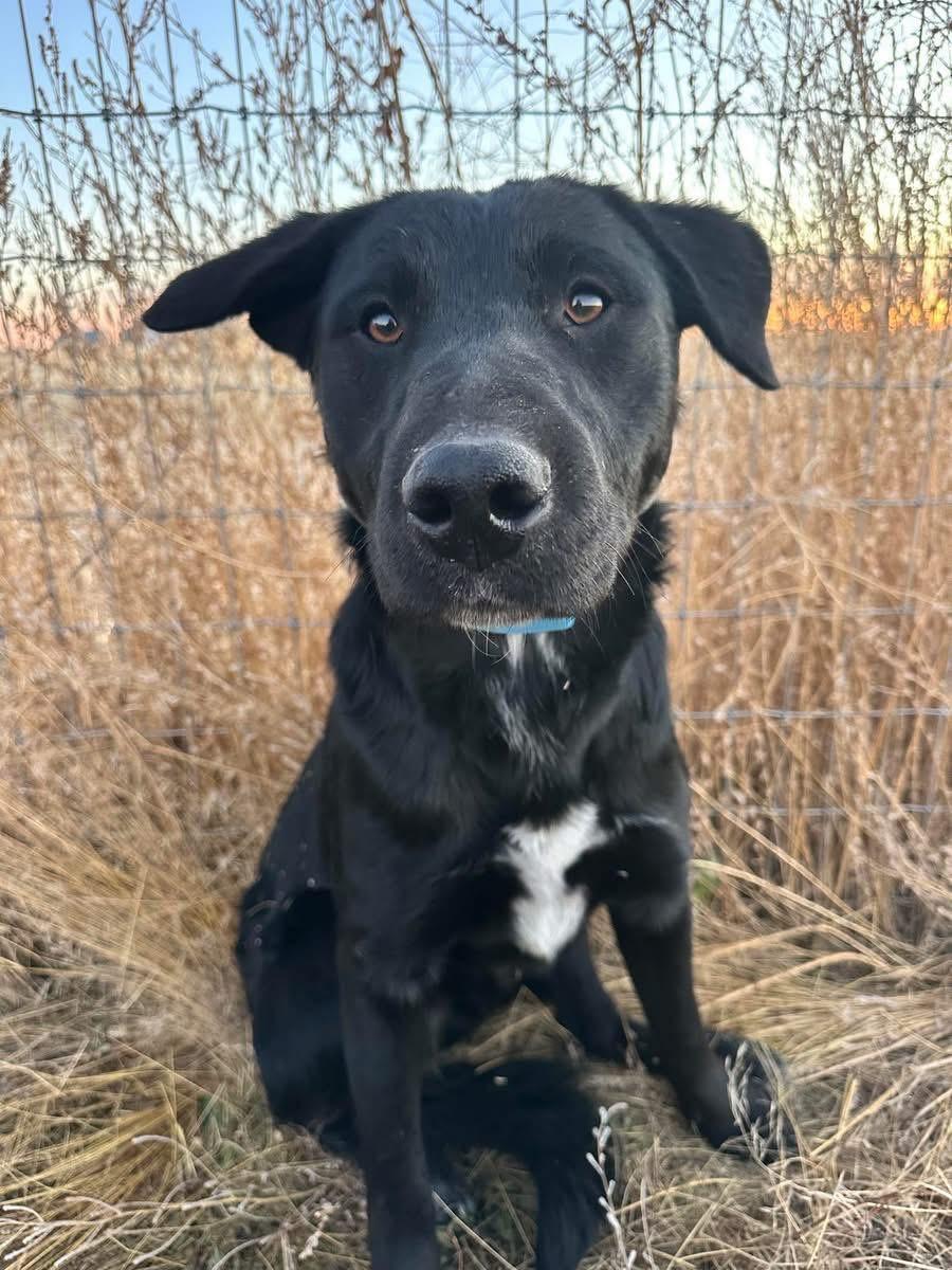 Clyde , adopted, Young Male Black Labrador Retriever.