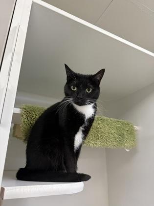 Enlarge Aurora, a ADOPTABLE Domestic Short Hair in Traverse City, MI image 2/3