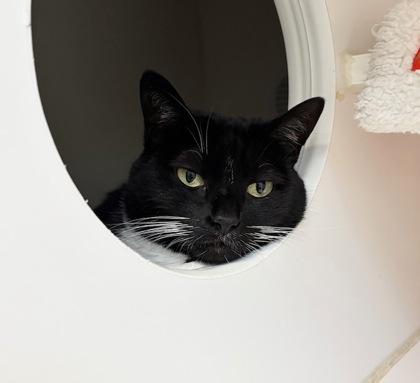 Aurora, ADOPTABLE, Adult Female Domestic Short Hair.