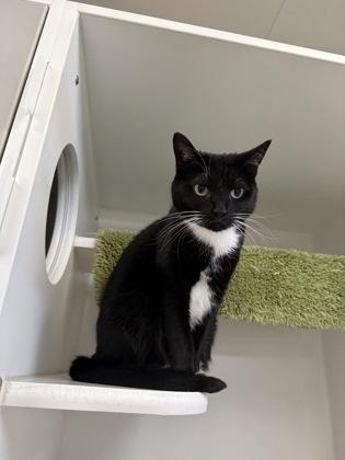 Enlarge Aurora, a ADOPTABLE Domestic Short Hair in Traverse City, MI image 3/3