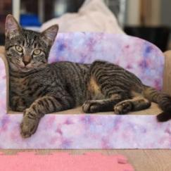 Archie, Adoptable, Adult Male Domestic Short Hair.