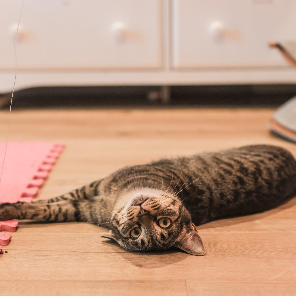 Enlarge Archie, a Adoptable Domestic Short Hair in Los Angeles, CA image 2/4