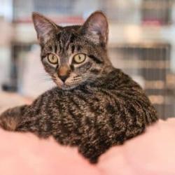 Enlarge Archie, a Adoptable Domestic Short Hair in Los Angeles, CA image 3/4
