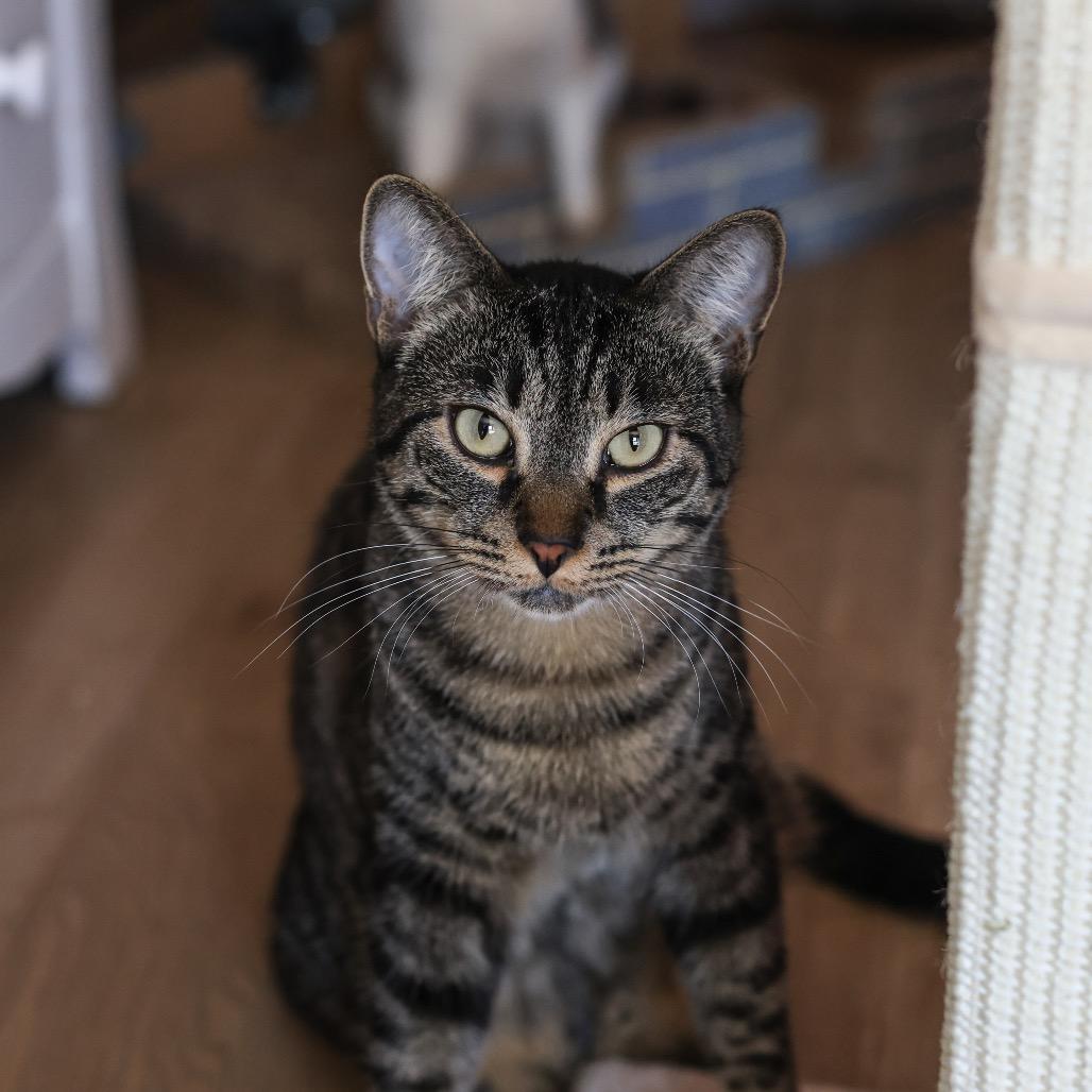 Enlarge Archie, a Adoptable Domestic Short Hair in Los Angeles, CA image 4/4