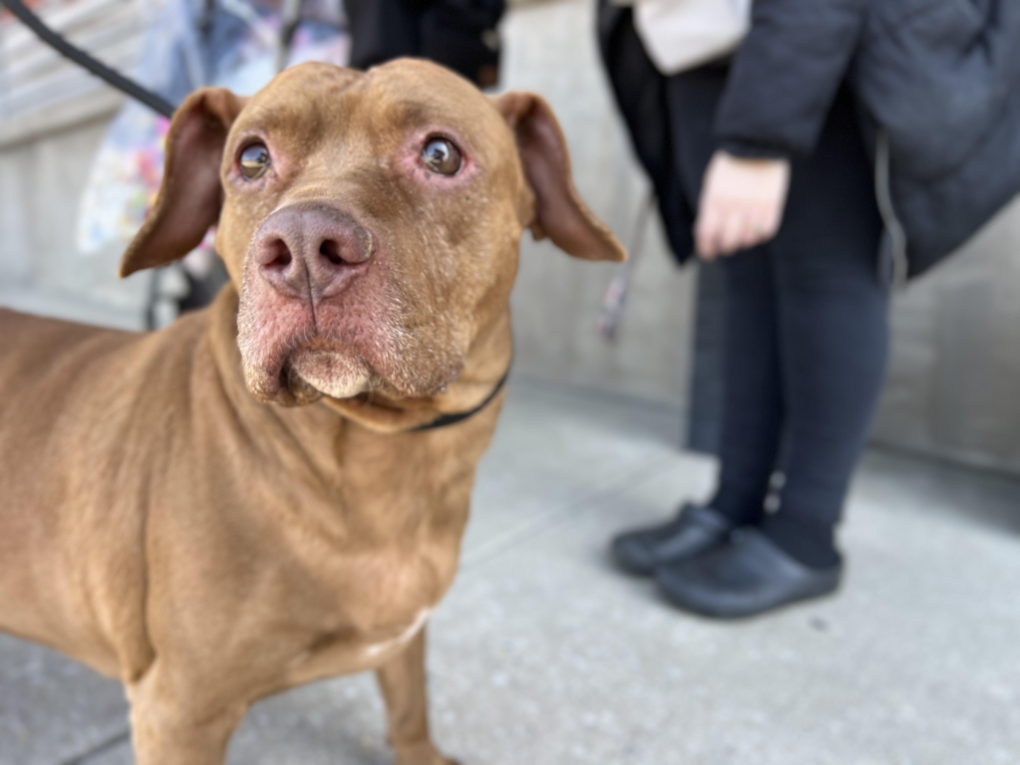 Starki, Adoptable, Senior Female Beagle.