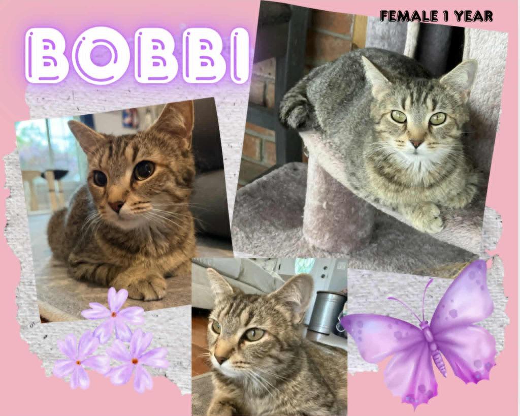 Enlarge Bobbi, a Adoptable mixed breed in Blountville, TN image 1/1
