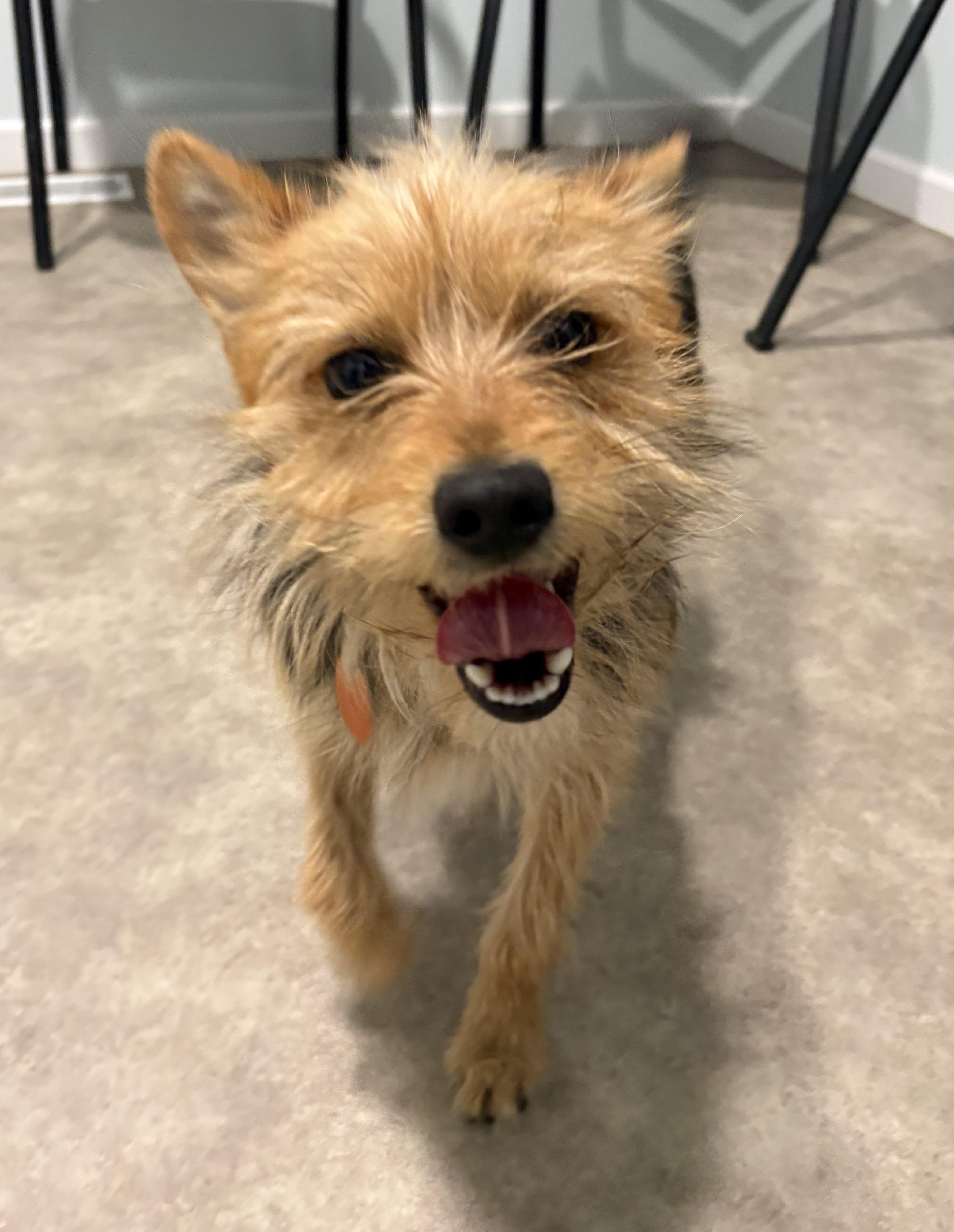 Enlarge Chase, a ADOPTABLE mixed breed in Grant, NE image 4/5