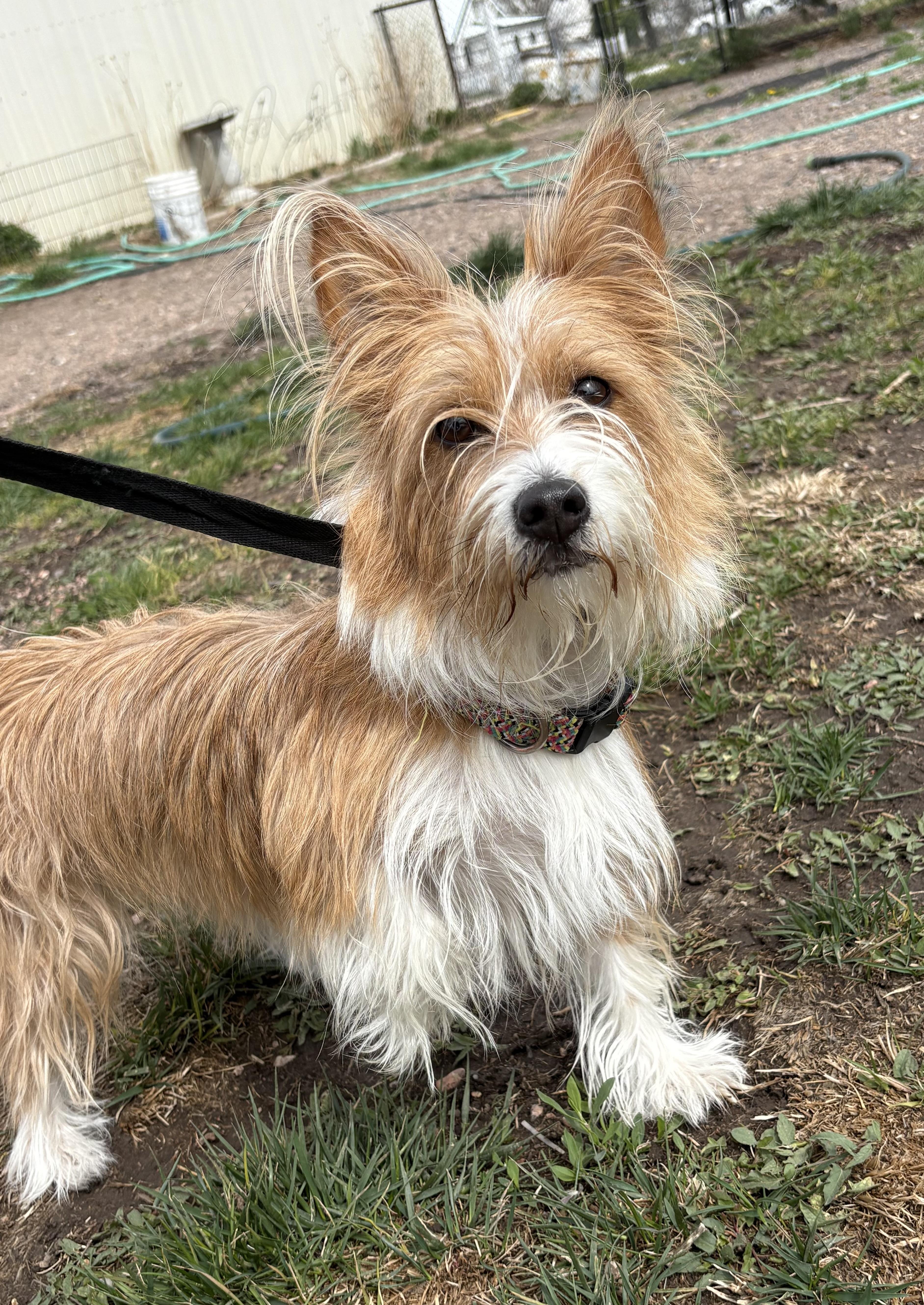Enlarge Chase, a ADOPTABLE mixed breed in Grant, NE image 1/5