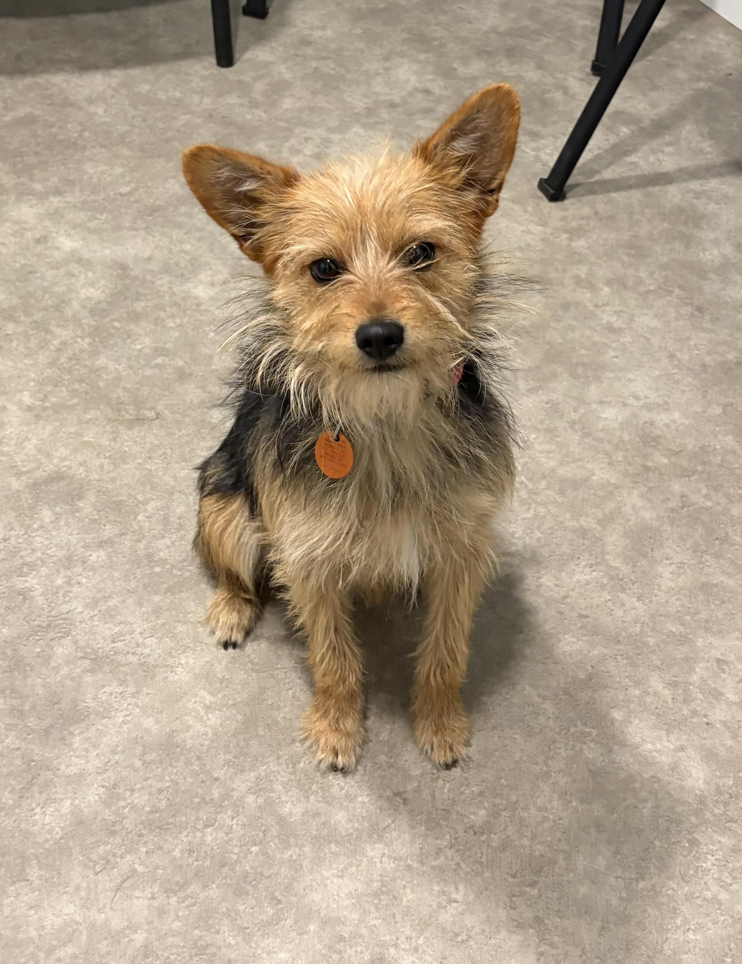 Chase, ADOPTABLE, Adult Male Yorkshire Terrier.