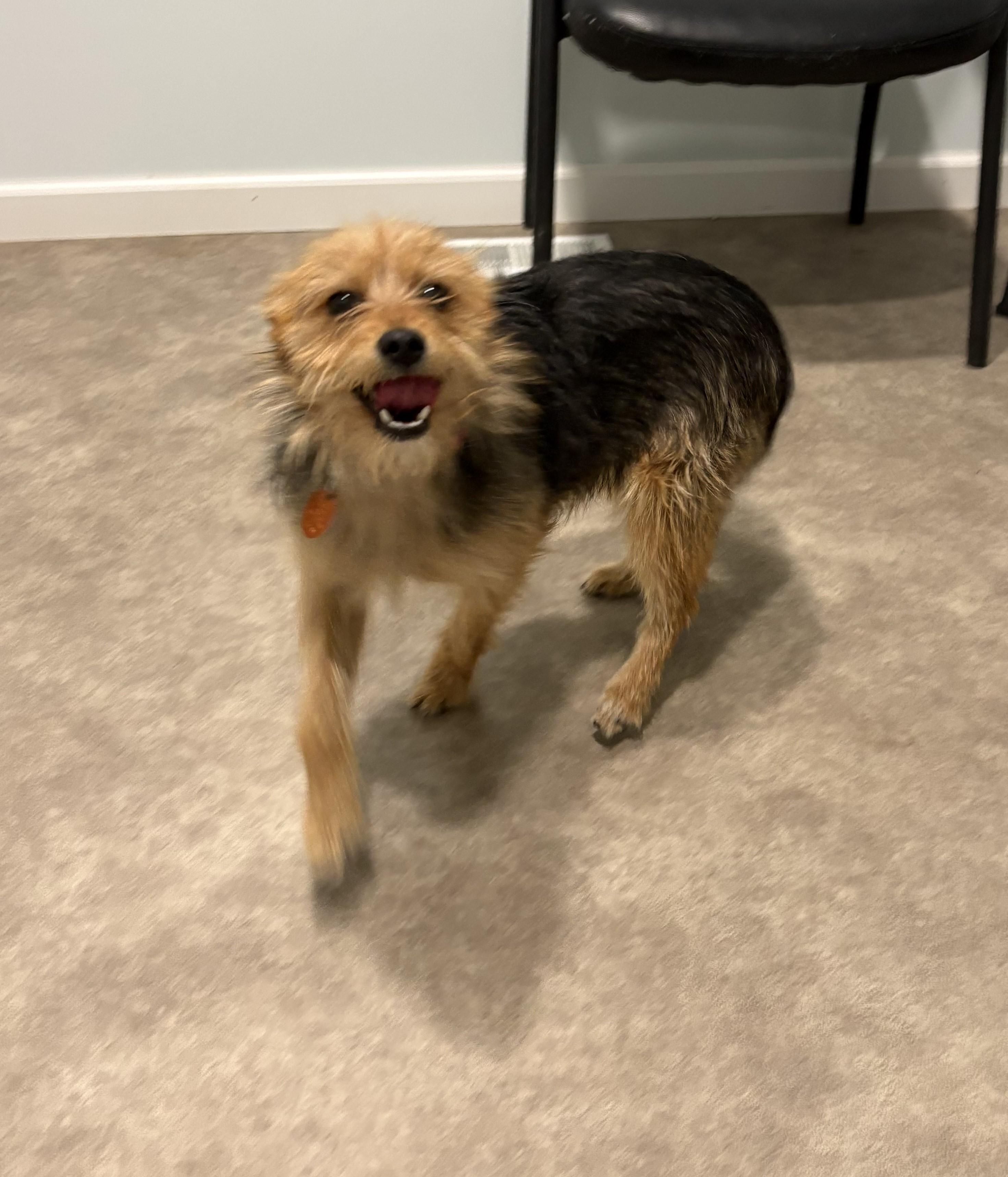 Enlarge Chase, a ADOPTABLE mixed breed in Grant, NE image 5/5
