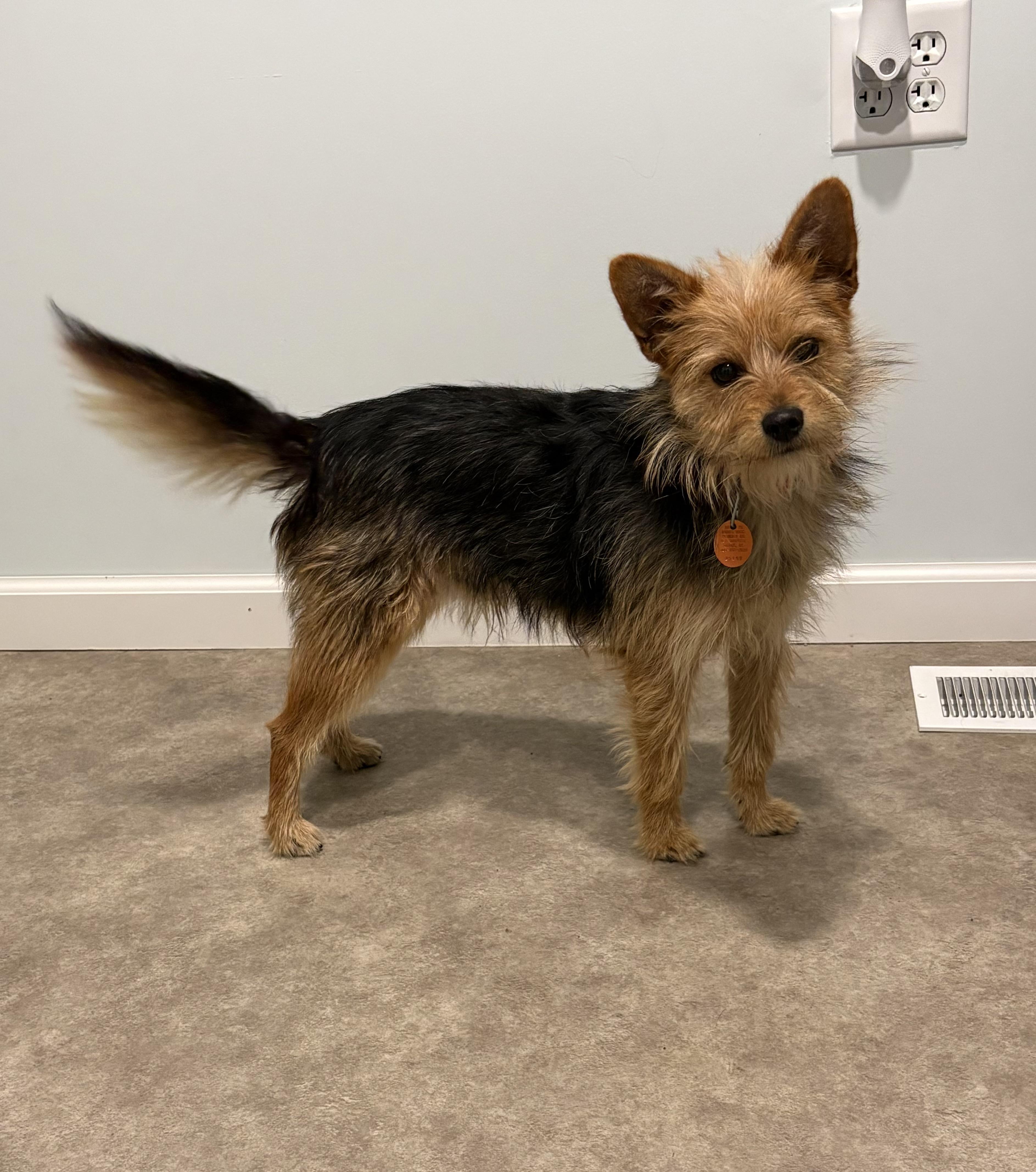 Enlarge Chase, a ADOPTABLE mixed breed in Grant, NE image 3/5