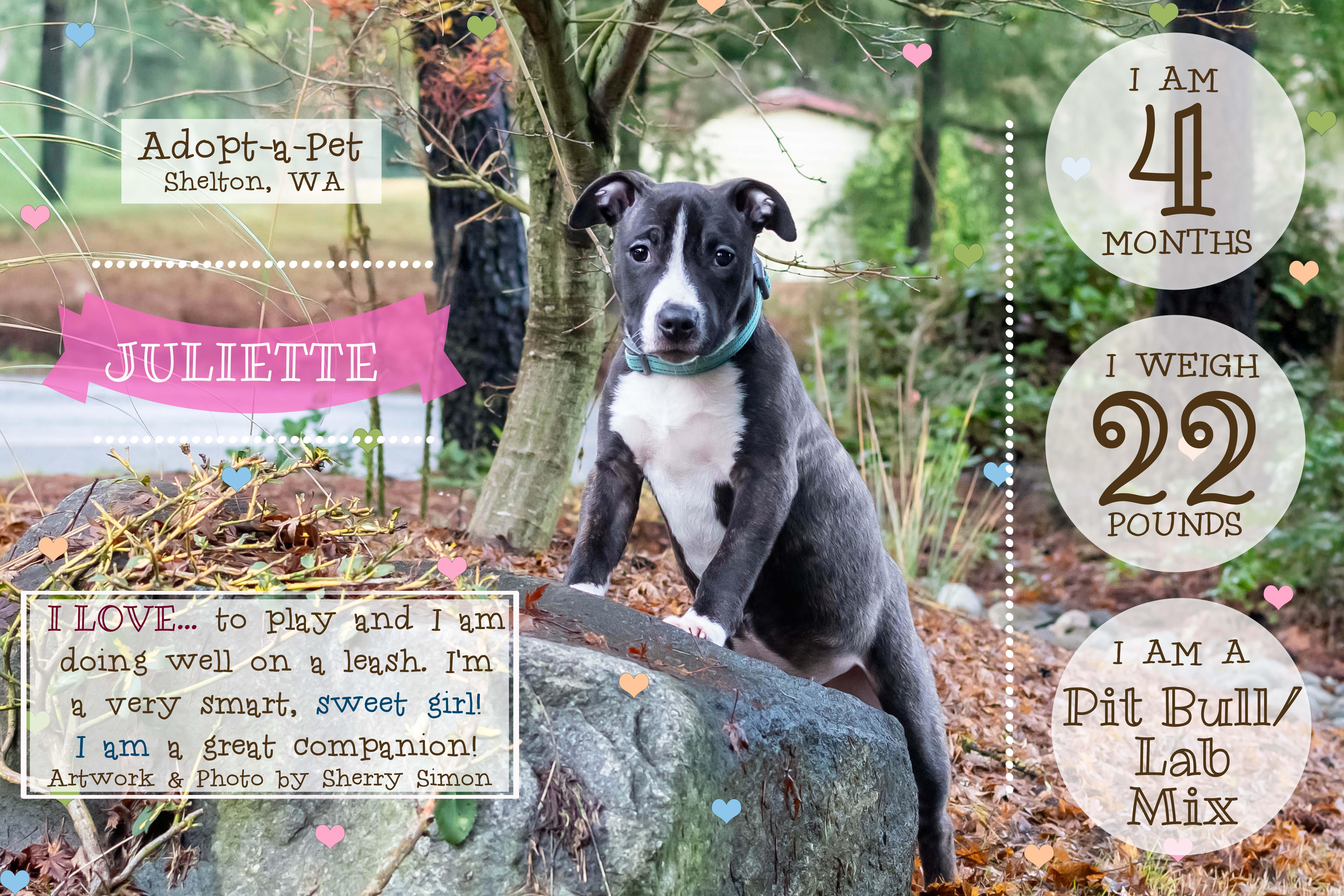 JULIETTE, a Adoptable mixed breed in Shelton, WA image 2/6