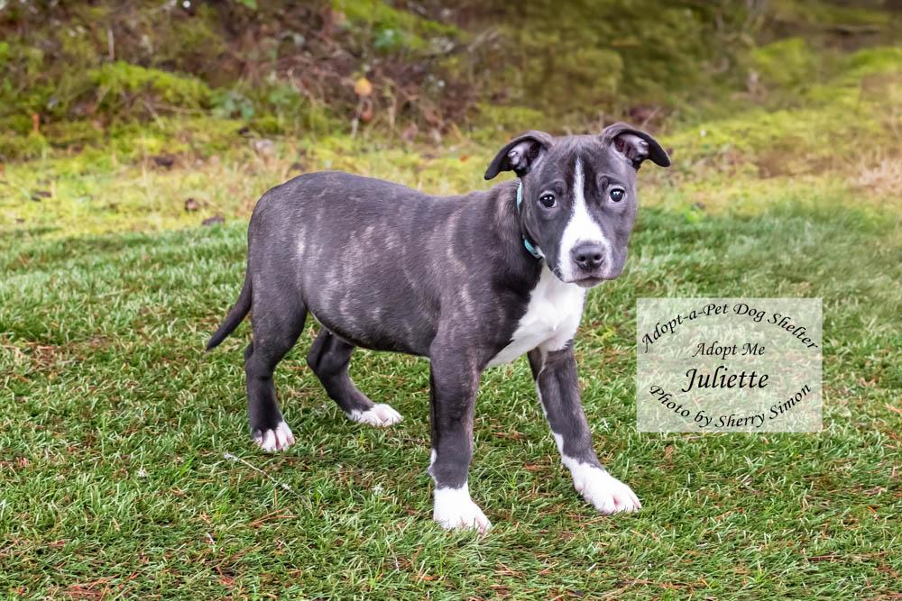 JULIETTE, a Adoptable mixed breed in Shelton, WA image 3/6