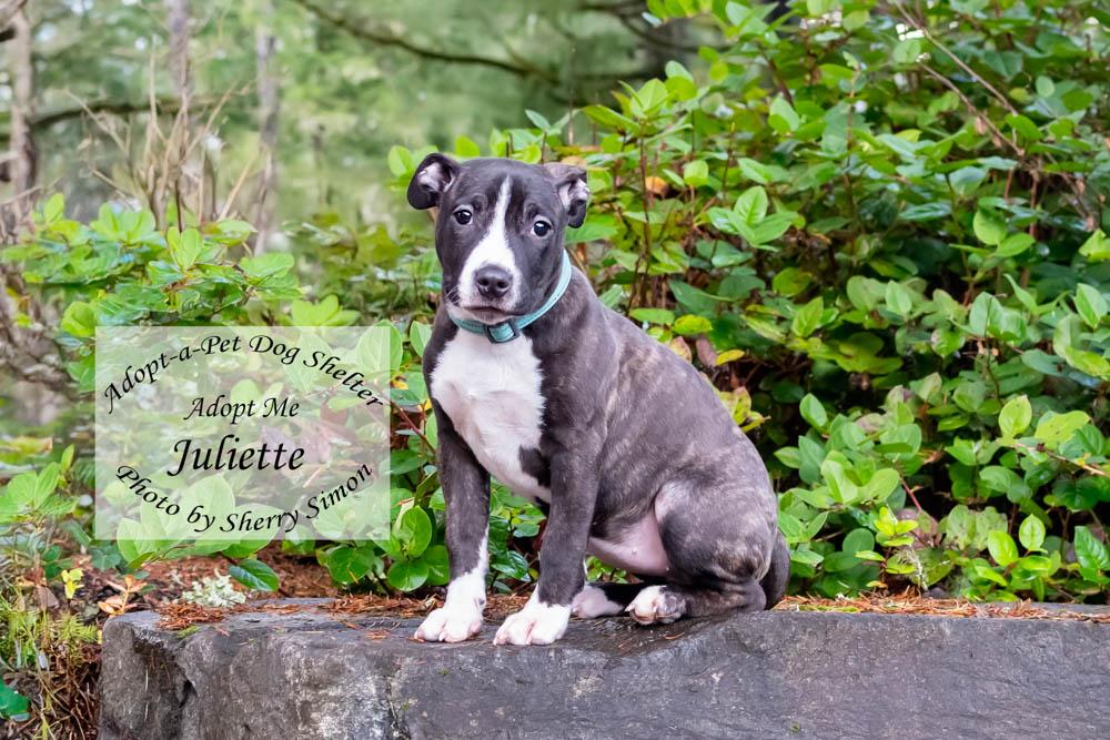 JULIETTE, a Adoptable mixed breed in Shelton, WA image 5/6