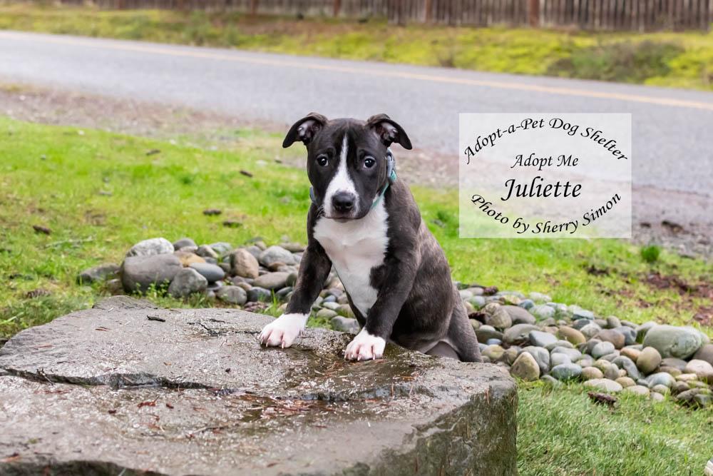 JULIETTE, a Adoptable mixed breed in Shelton, WA image 4/6