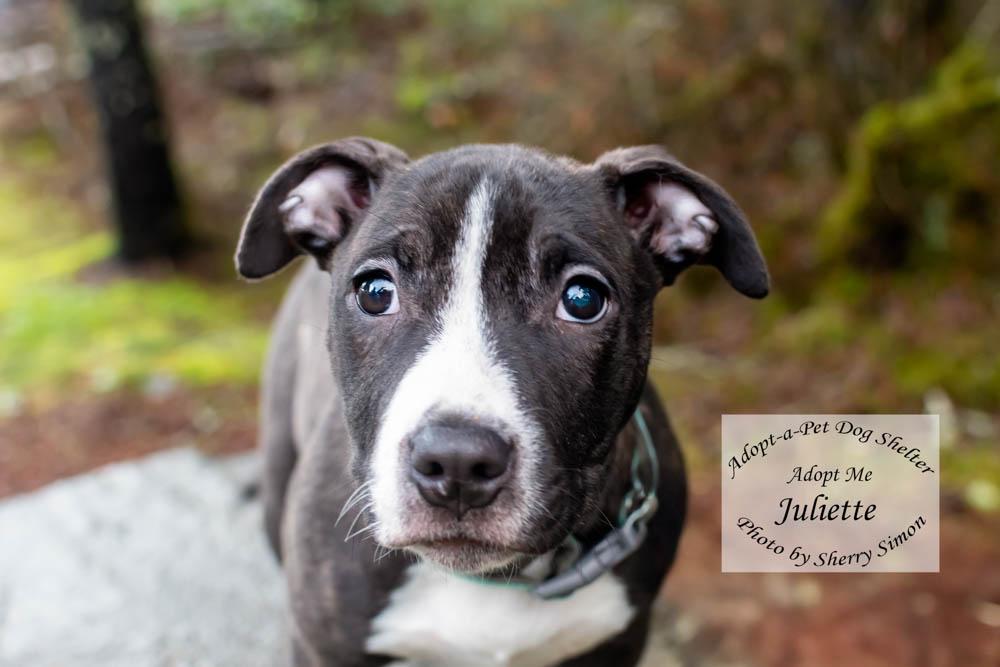 JULIETTE, a Adoptable mixed breed in Shelton, WA image 1/6