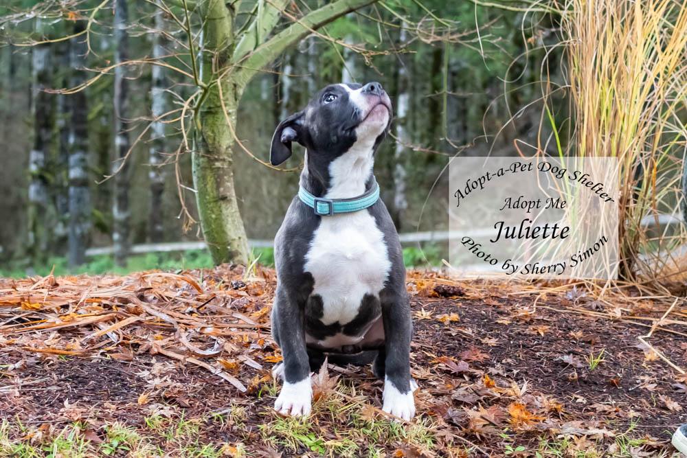 JULIETTE, a Adoptable mixed breed in Shelton, WA image 6/6