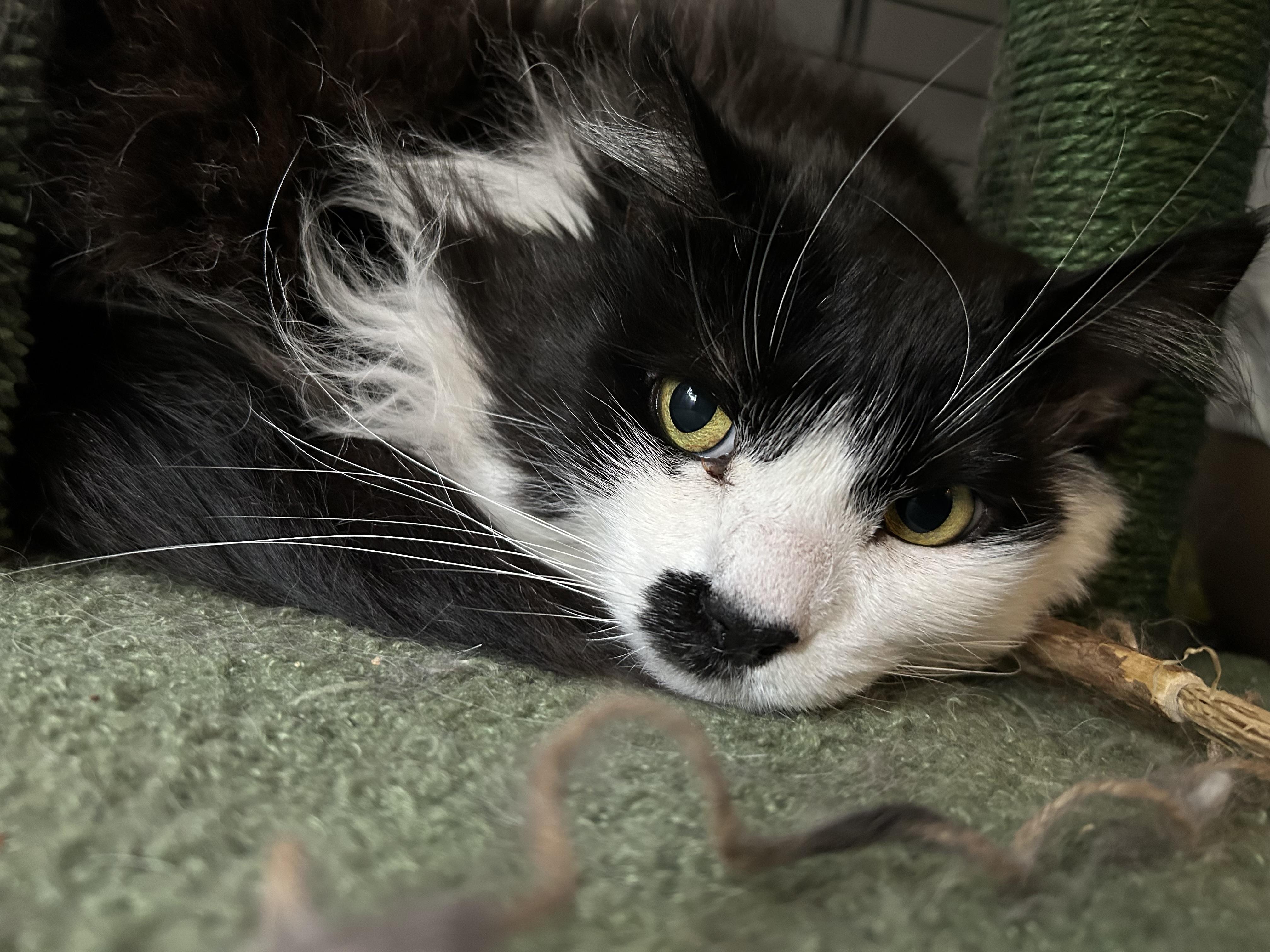 Mister Mustache photo 3