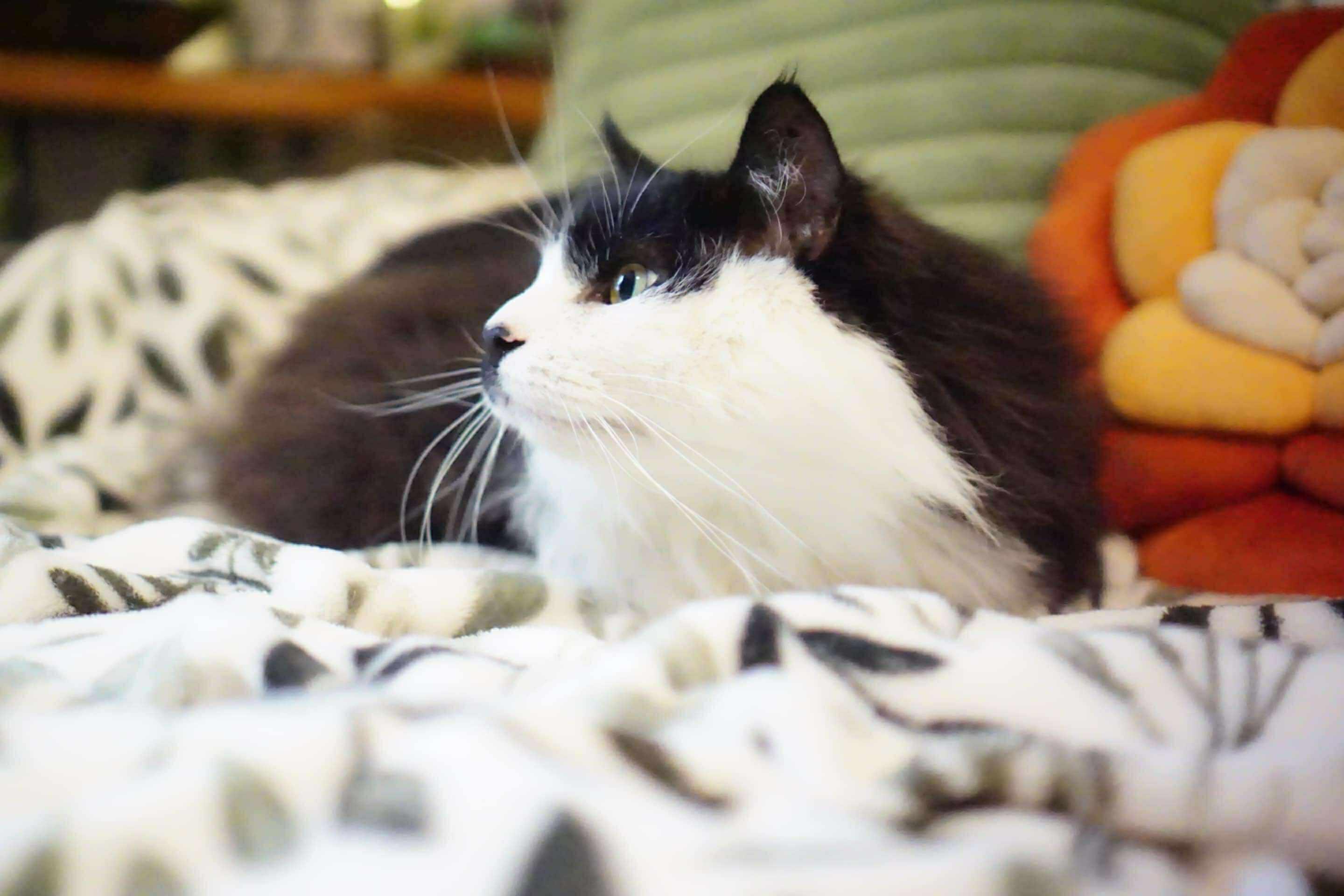 Mister Mustache, a Adoptable Domestic Long Hair in Royal Oak, MI image 3/6