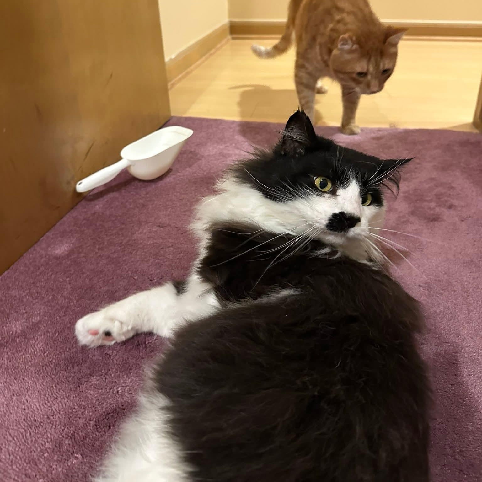 Enlarge Mister Mustache, a Adoptable Domestic Long Hair in Royal Oak, MI image 6/6