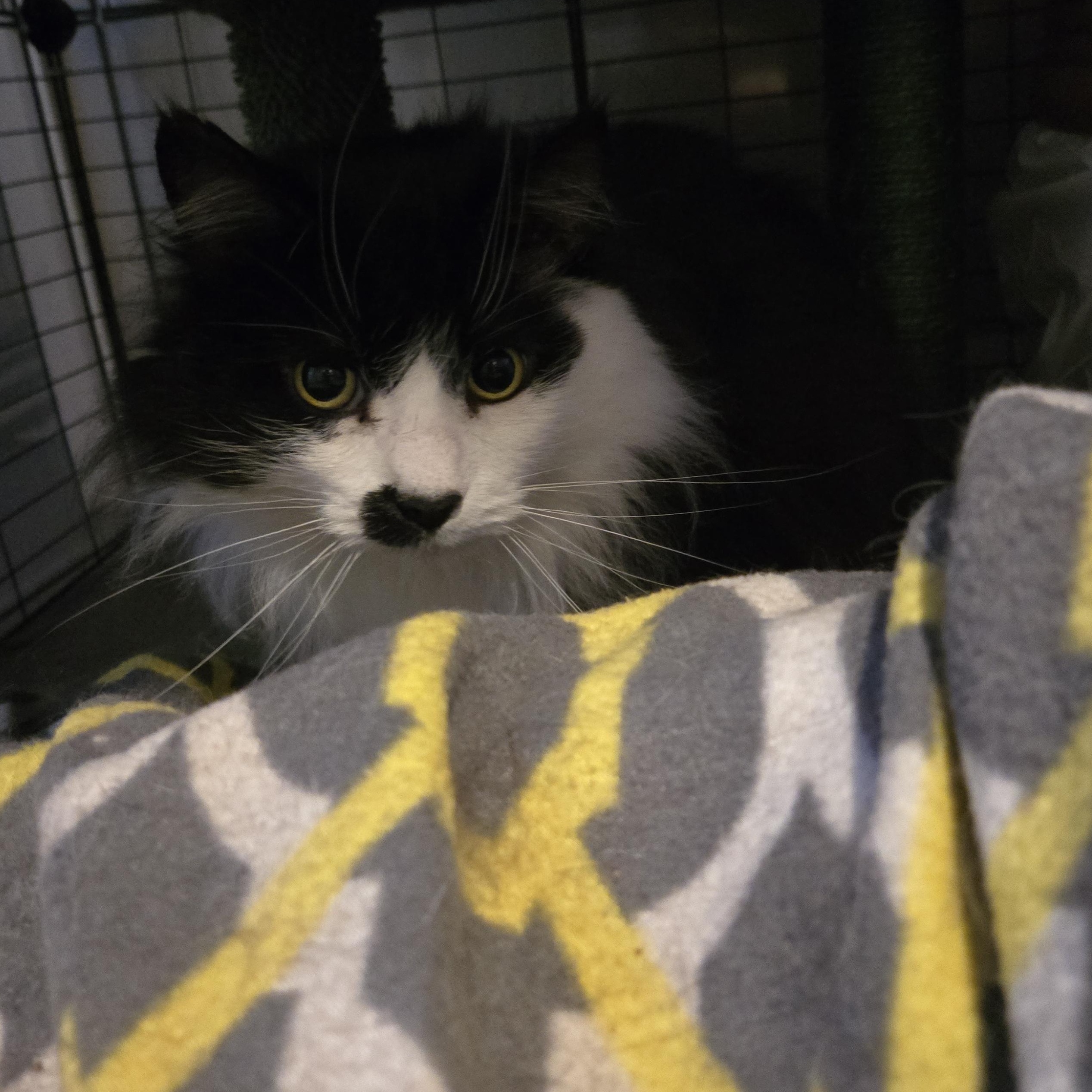 Mister Mustache photo 4