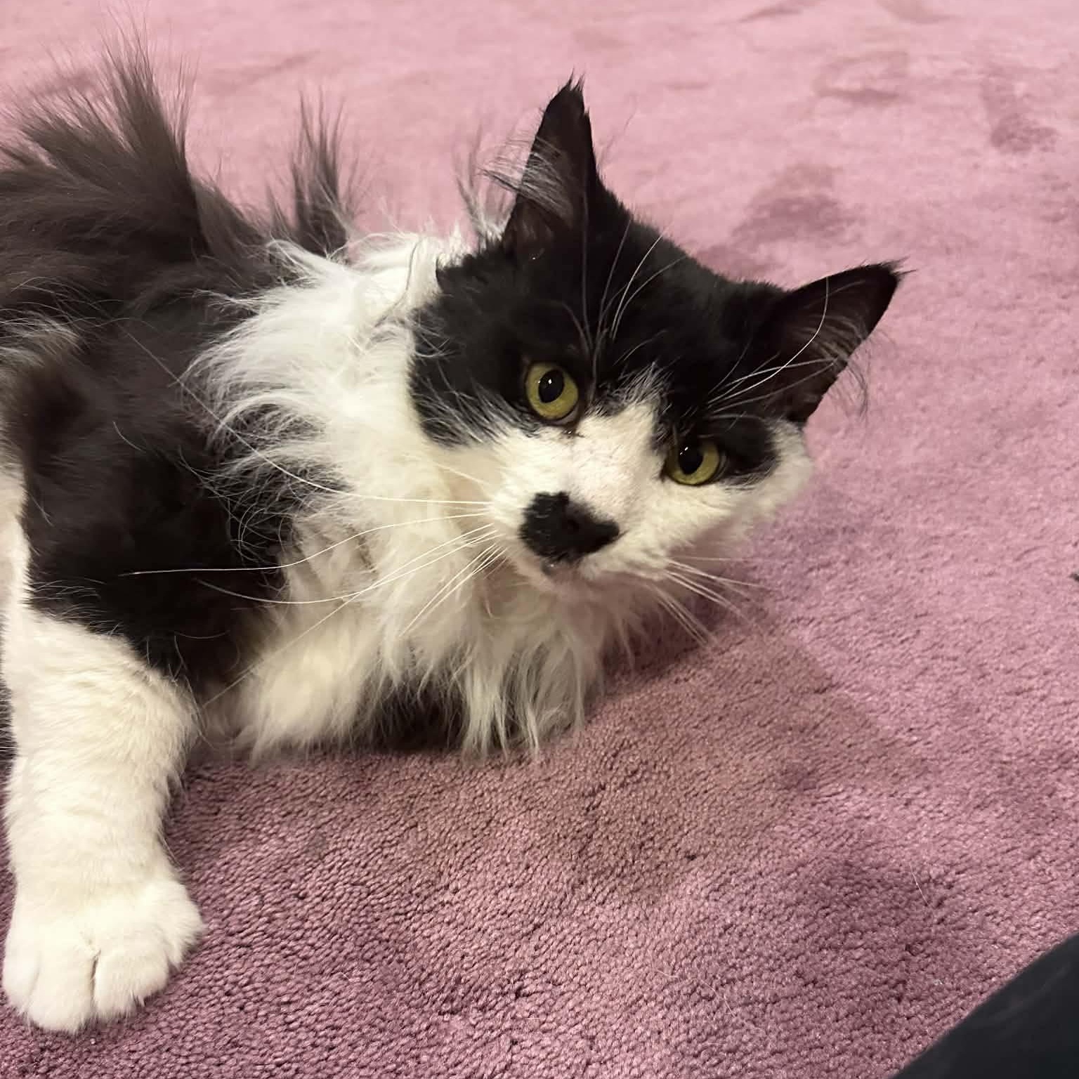 Enlarge Mister Mustache, a Adoptable Domestic Long Hair in Royal Oak, MI image 1/6