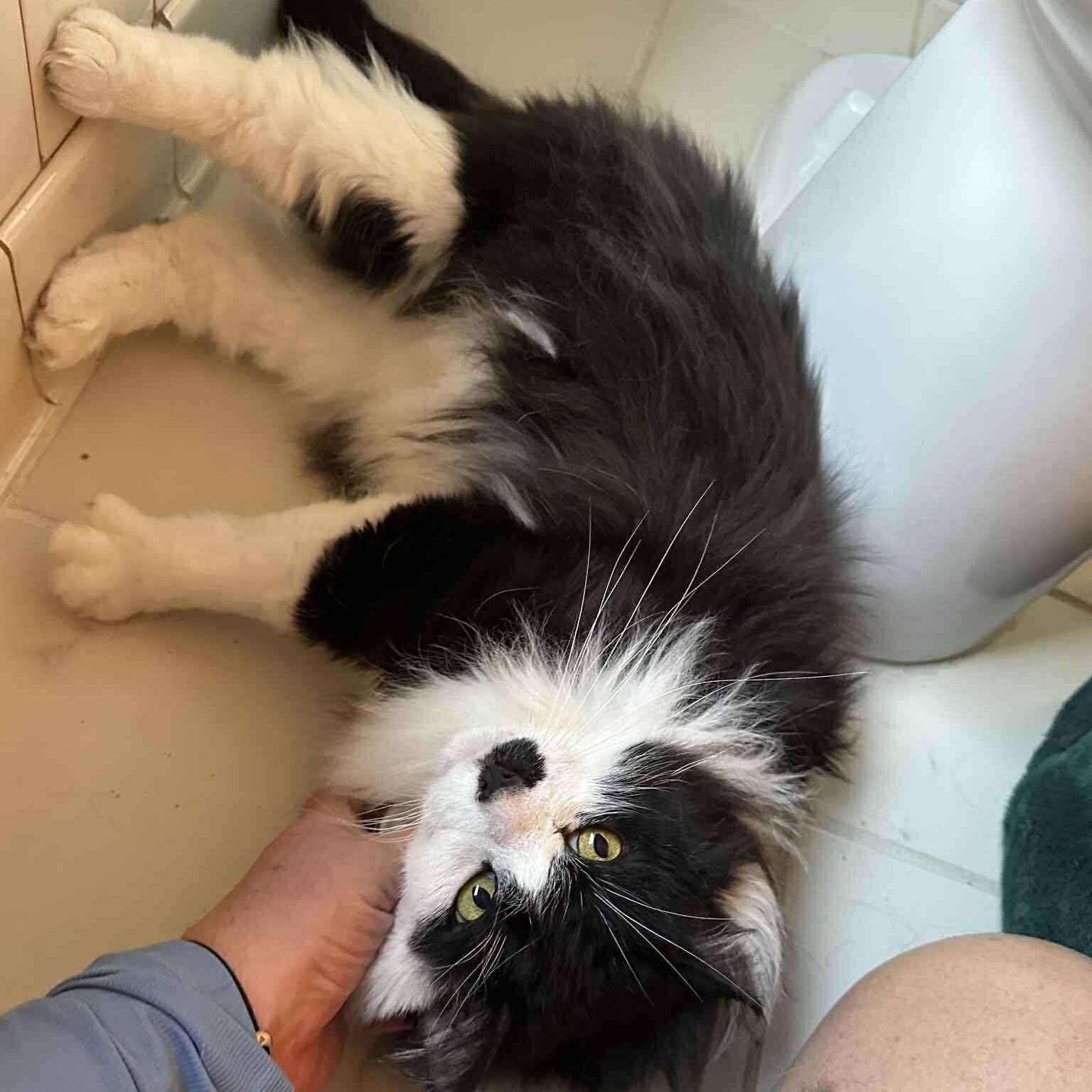 Mister Mustache, a Adoptable Domestic Long Hair in Royal Oak, MI image 1/6