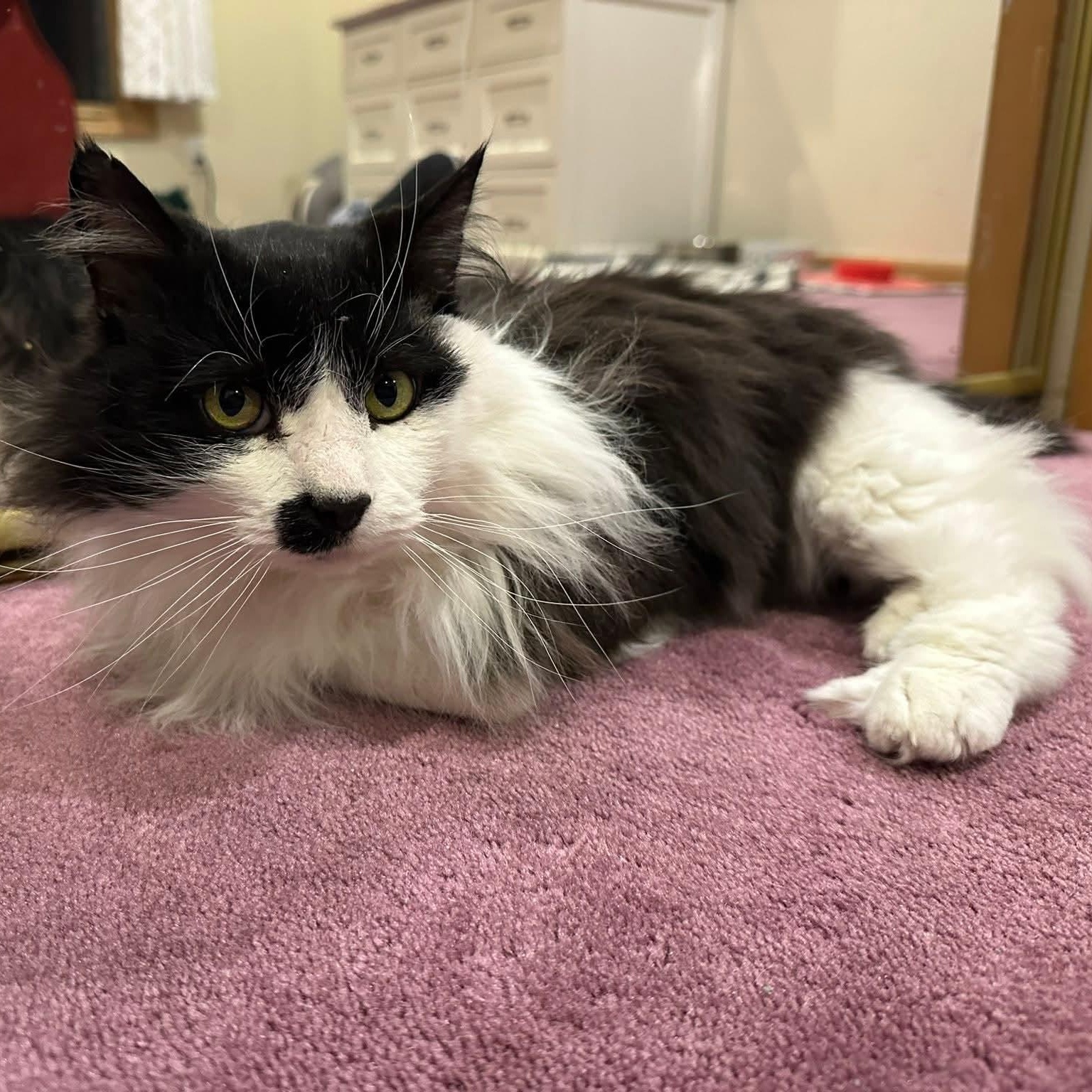 Mister Mustache, Adoptable, Senior Male Domestic Long Hair.