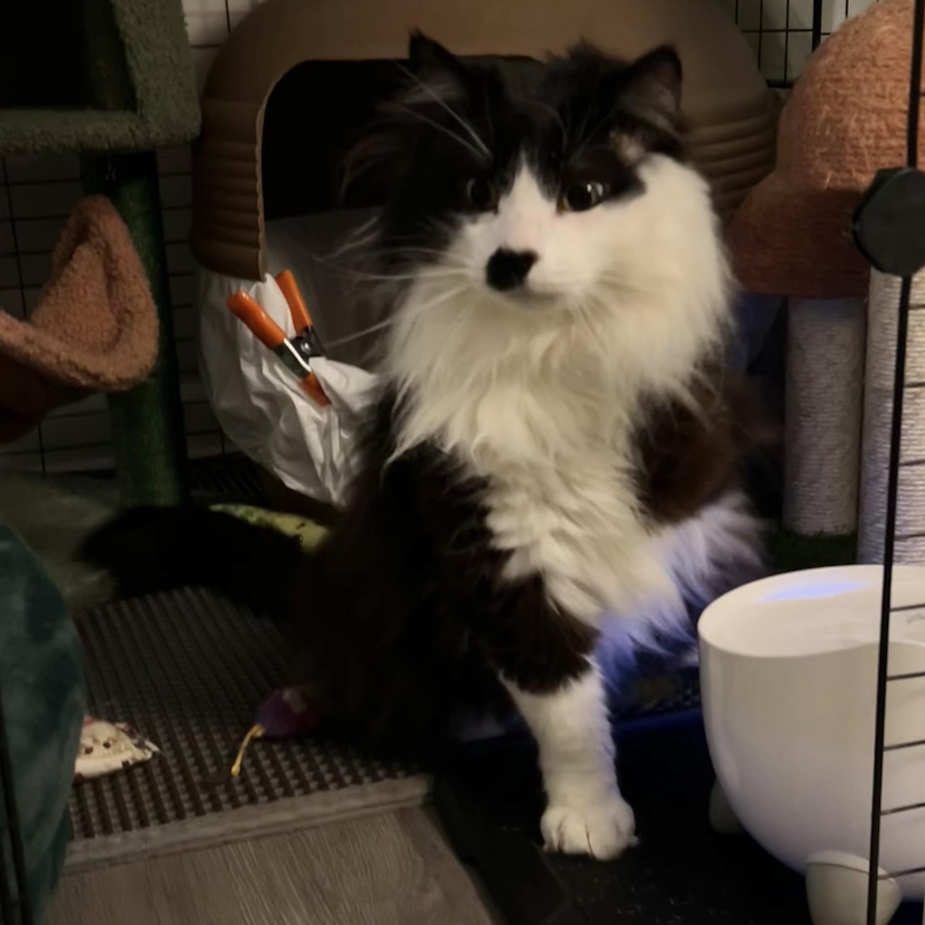 Mister Mustache, a Adoptable Domestic Long Hair in Royal Oak, MI image 4/6