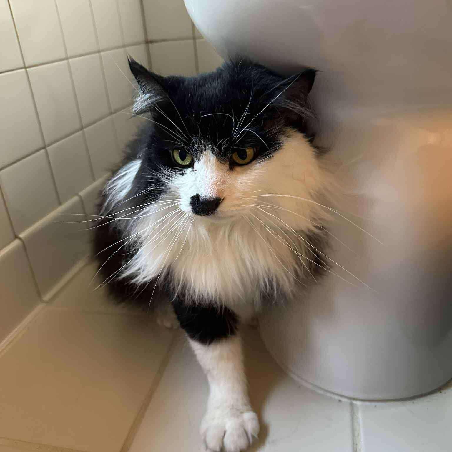 Mister Mustache, a Adoptable Domestic Long Hair in Royal Oak, MI image 2/6