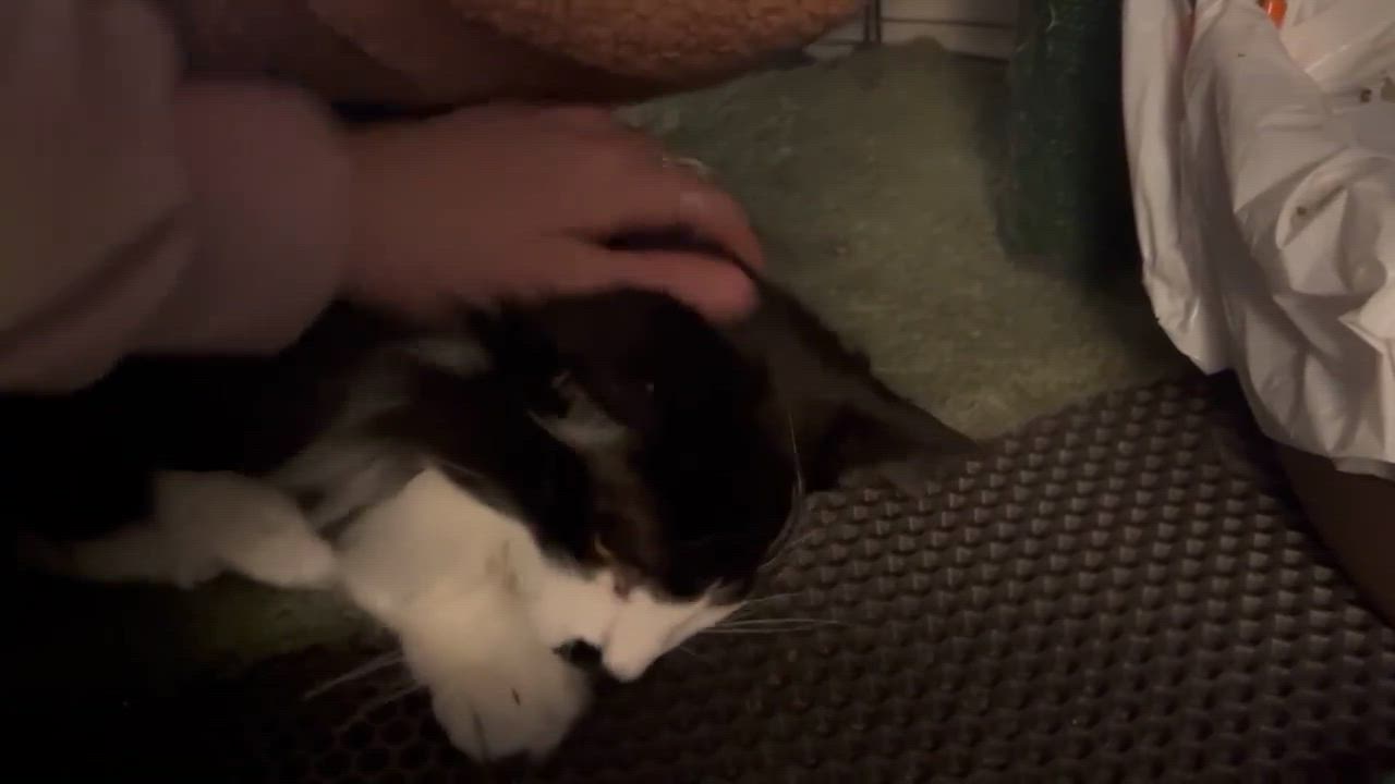 Enlarge Mister Mustache, a Adoptable Domestic Long Hair in Royal Oak, MI video 6/6