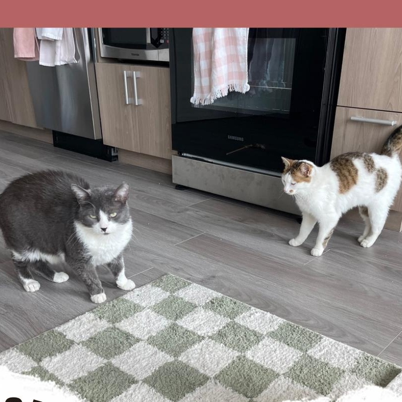 Tout-Croche and Margot, adopted, Adult Male Domestic Short Hair.