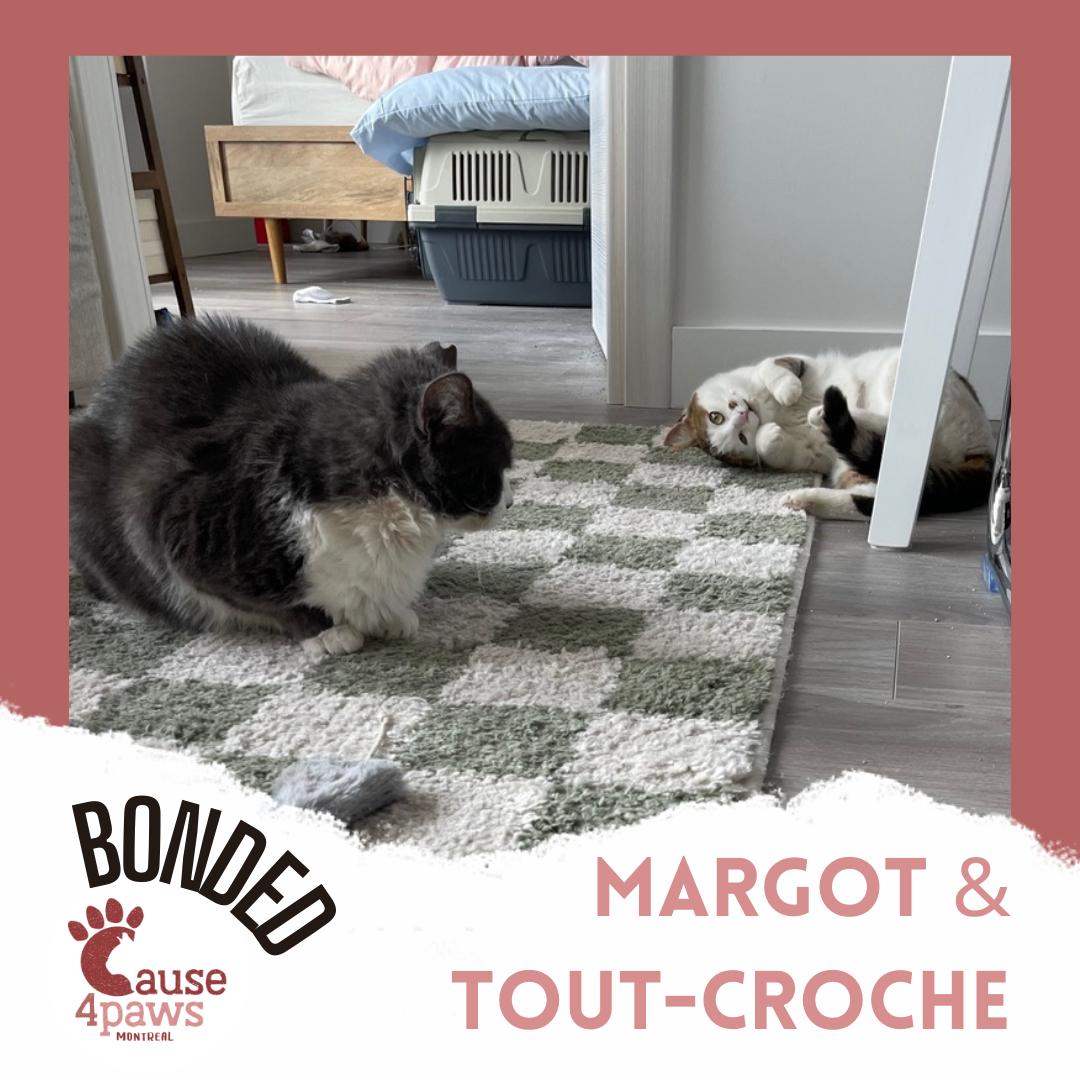 Tout-Croche and Margot, an adopted mixed breed in Pierrefonds, QC image 3/5