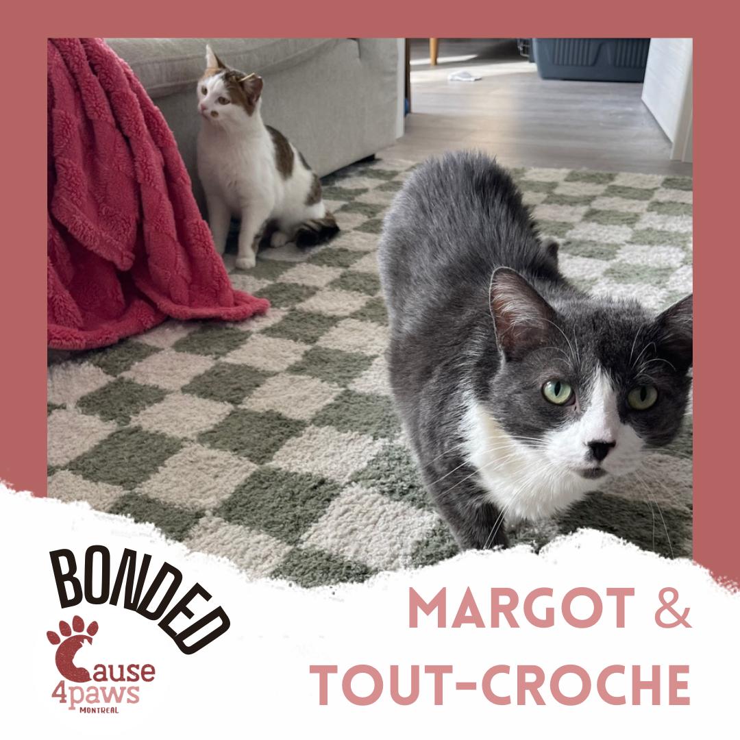 Tout-Croche and Margot, an adopted mixed breed in Pierrefonds, QC image 4/5