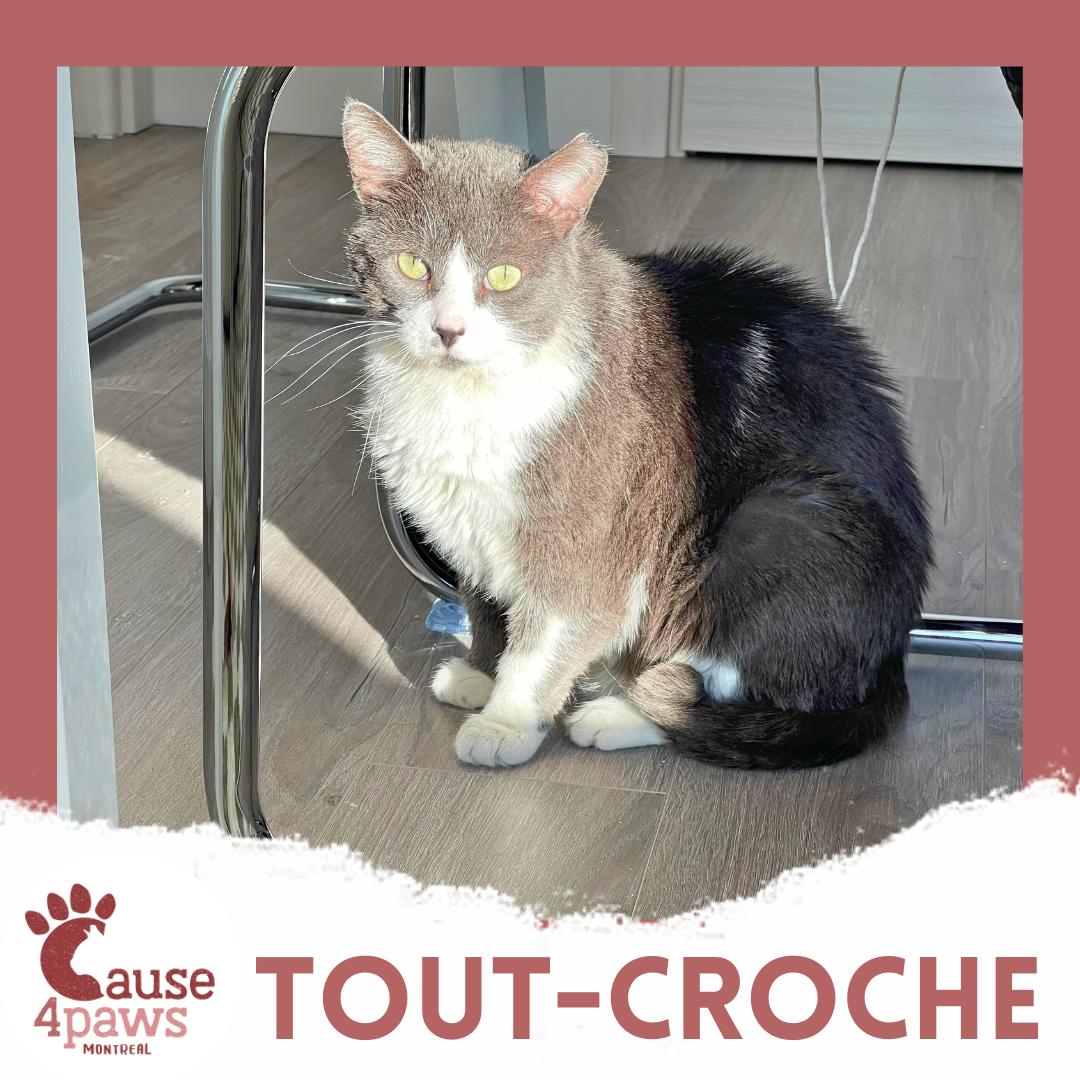 Tout-Croche and Margot, an adopted mixed breed in Pierrefonds, QC image 5/5