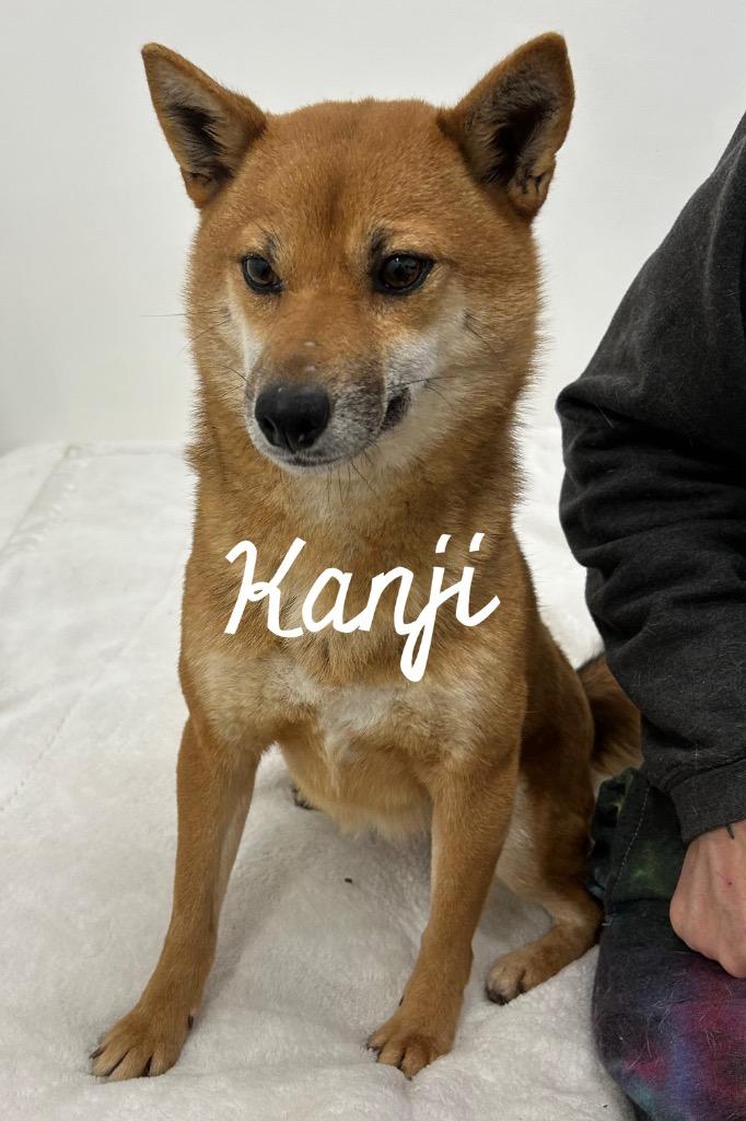Enlarge Kanji, a Adoptable Shiba Inu in Jacksonville, IL image 1/1