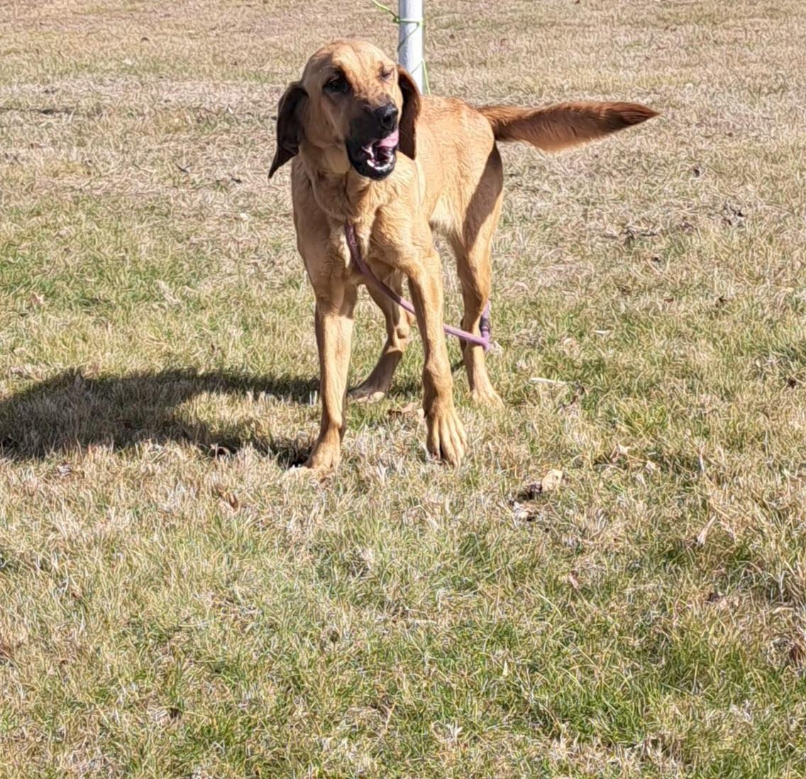 Summer, ADOPTABLE, Adult Female Bloodhound.