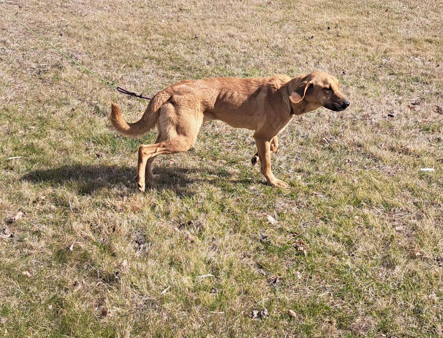 Enlarge Summer, a ADOPTABLE Bloodhound in McMinnville, TN image 2/3