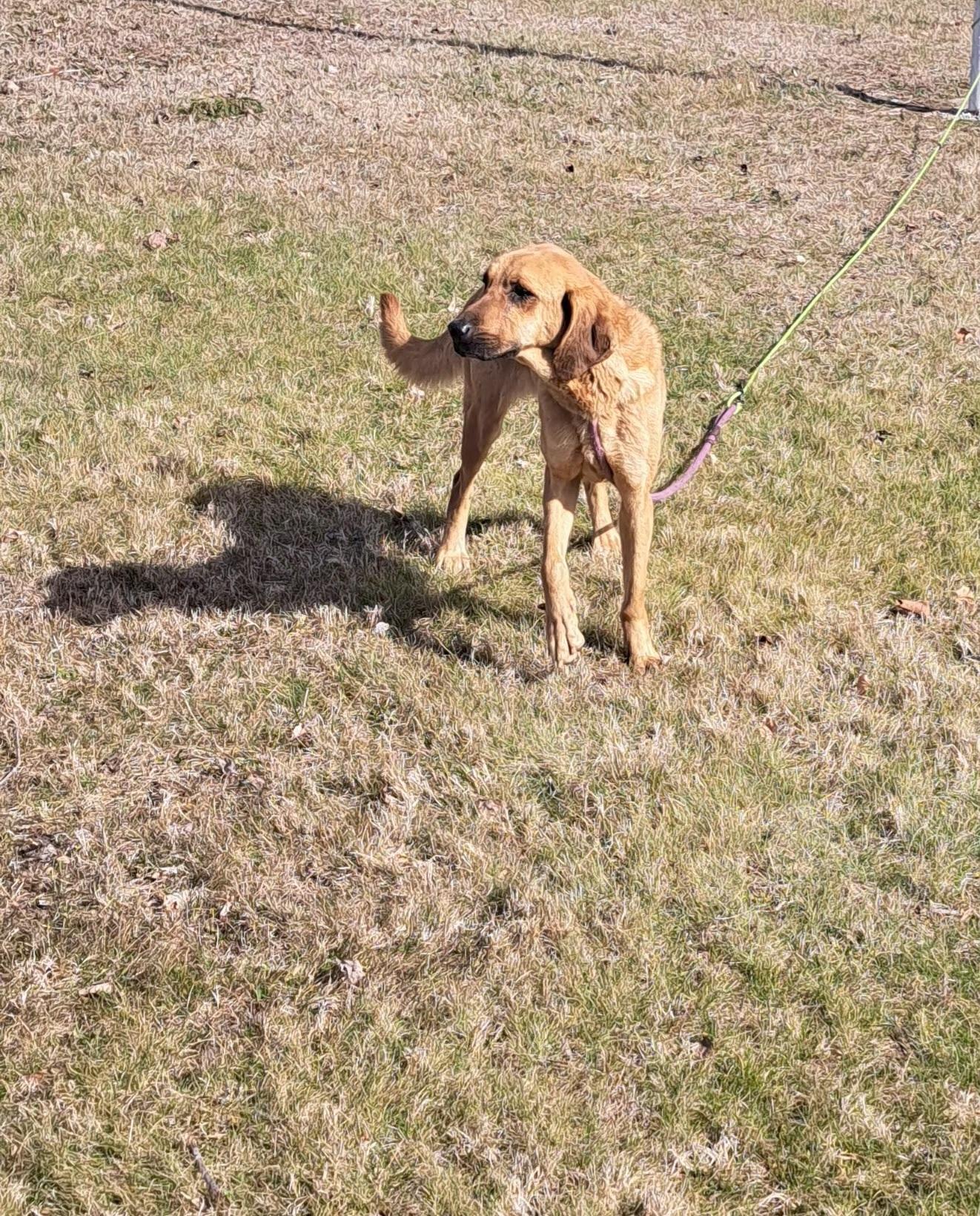 Enlarge Summer, a ADOPTABLE Bloodhound in McMinnville, TN image 3/3